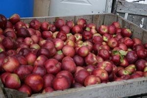 carver hill orchard photo