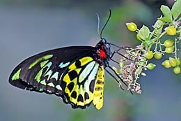 the butterfly place photo