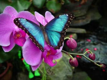 magic wings butterfly conservatory photo