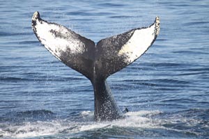 cape ann whale watch photo