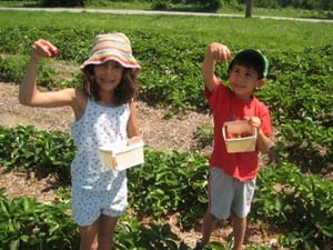 massachusetts farm  orchard guide pick your own photo