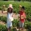 massachusetts farm  orchard guide pick your own small photo