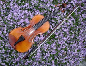 brookline violin lessons photo