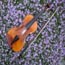 brookline violin lessons small photo