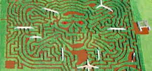 davis farmland's corn mega maze photo