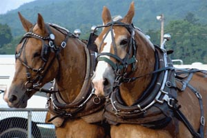 the sterling fair photo