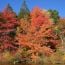 great spots to view fall foliage - new england small photo