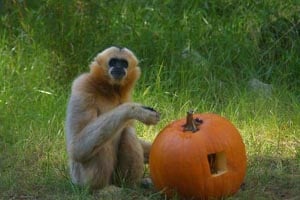 halloween zoo howl franklin park zoo photo