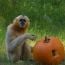 halloween zoo howl franklin park zoo small photo