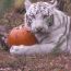 boo at the zoo - stone zoo small photo