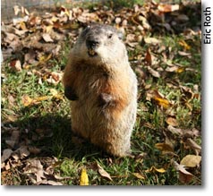 groundhog day climate action day drumlin farm photo