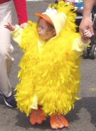 duckling day parade on boston common photo