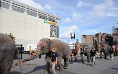 elephant parade to td garden - circus is in town photo
