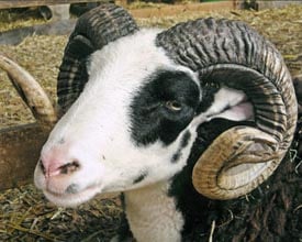 massachusetts sheep  woolcraft fair photo