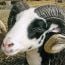 massachusetts sheep woolcraft fair small photo