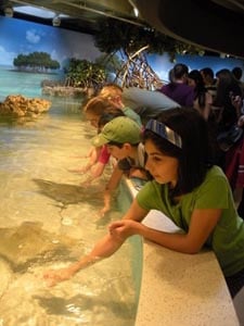 shark  ray touch tank at new england aquarium photo