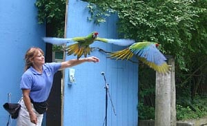 masters of flight birds of prey at stone zoo photo