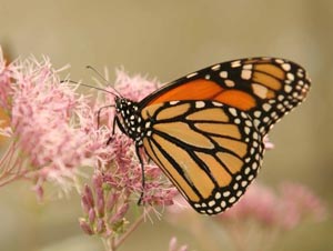 butterfly landing at franklin park zoo seasonal photo