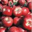 smolak farms fall festival weekends small photo