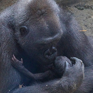 celebrate mother's day at franklin park  stone zoos photo
