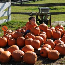 charmingfare farm's pumpkin festival photo