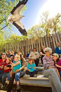 masters of flight birds of prey at stone zoo photo