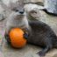 stone zoo's boo at the zoo 2022 small photo