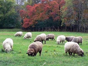 woolapalooza at mass audubon's drumlin farm photo