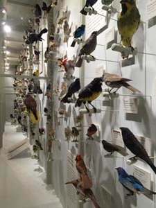 birds of the world gallery at hmnh photo
