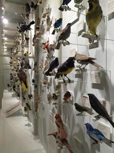 Birds of the World Gallery at HMNH