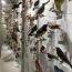 birds of the world gallery at hmnh small photo