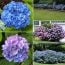 hydrangea festival small photo