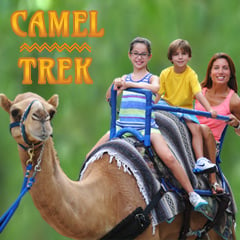 camel trek at franklin park zoo photo