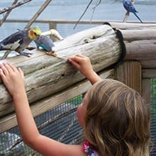 Aussie Aviary at Franklin Park Zoo