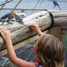 aussie aviary at franklin park zoo photo