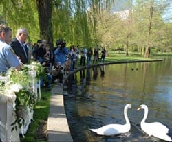 Return Of The Swans To The Public Garden Lagoon Local Guide