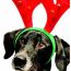 jingle all the way to holidays on the green small photo