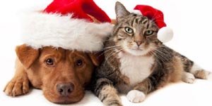 pet photo night with santa at prudential center photo