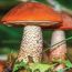 fabulous fungus fair at hmnh small photo