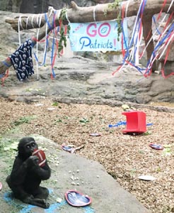 superbowl game day fun at franklin park zoo photo