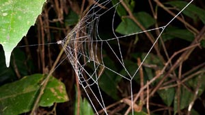 insects and spiders day photo