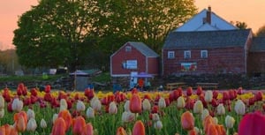 wicked tulips flower farm u-pick tulip experience photo