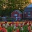 wicked tulips flower farm u-pick tulip experience small photo