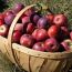 boxford apple festival small photo