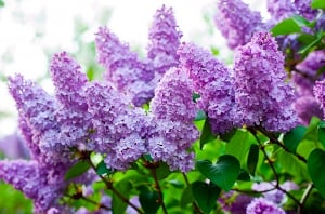 visit the lilacs at arnold arboretum photo