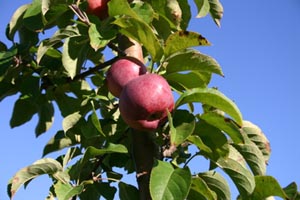 apple picking guide massachusetts photo