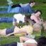 chip in goat yoga at farrington nature linc small photo