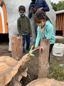 tortoise encounter feeding at stone zoo photo