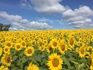 colby sunflower farm photo