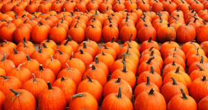 wumc pumpkin patch photo